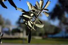 The olive branch is a symbol of the peace. stock images The olive branch is a symbol of the peace. stock images