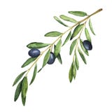 Olive branch on white background. vector illustration Olive branch on white background. vector illustration