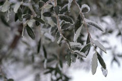 Branch of olive tree, covered in ice stock images Branch of olive tree, covered in ice stock images