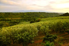 Olive Grove in Calabria, Italy stock photos Olive Grove in Calabria, Italy stock photos
