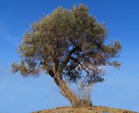 Olive Tree Royalty Free Stock Photography Olive Tree Royalty Free Stock Photography