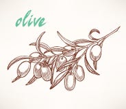 Olive tree branch stock illustration Olive tree branch stock illustration