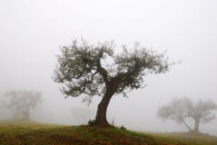 Olive Tree In November Royalty Free Stock Photography