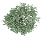 Olive tree isolated on white. top view vector illustration Olive tree isolated on white. top view vector illustration