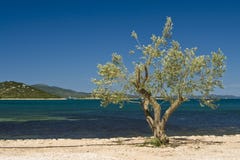 Olive Tree On The Coast Royalty Free Stock Photos Olive Tree On The Coast Royalty Free Stock Photos