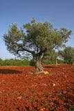 Olive tree on red soil