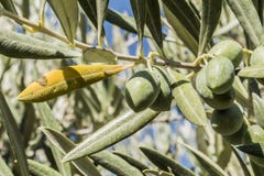Olive Trees Infected By The Dreaded Bacteria Called Xylella Fastidiosa, Is Known In Europe As The Ebola Of The Olive Tree Royalty Free Stock Image