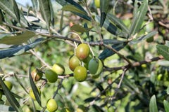 Olives vertes dans une branche d'olivier L'olivier avec les olives vertes, se ferment Concept des olives, tradition photographie stock Olives vertes dans une branche d'olivier L'olivier avec les olives vertes, se ferment Concept des olives, tradition photographie stock