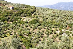 Olivgrön dunge med Koroneiki oliv i Peloponnese, Grekland arkivfoto Olivgrön dunge med Koroneiki oliv i Peloponnese, Grekland arkivfoto