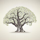 Olivo viejo Imágenes de archivo libres de regalías Olivo viejo Imágenes de archivo libres de regalías