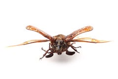 Ollonborre (Polyphylla fullo) med öppna vingar på vit arkivfoto Ollonborre (Polyphylla fullo) med öppna vingar på vit arkivfoto