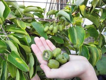 Exotic plant Actinidia - fruits royalty free stock photos Exotic plant Actinidia - fruits royalty free stock photos