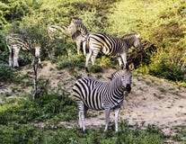 Olśnienie Burchell zebra zdjęcia royalty free Olśnienie Burchell zebra zdjęcia royalty free