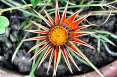 Om tot eind van bloem op te lossen niet Gazania royalty-vrije stock fotografie Om tot eind van bloem op te lossen niet Gazania royalty-vrije stock fotografie