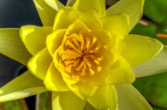 Omhoog dichte mening van gele bloem royalty-vrije stock foto Omhoog dichte mening van gele bloem royalty-vrije stock foto