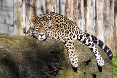 Onca del Panthera de Jaguar que descansa sobre el tronco en una posición típica foto de archivo Onca del Panthera de Jaguar que descansa sobre el tronco en una posición típica foto de archivo