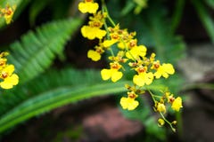 Oncidium Goldiana is genoemd geworden gouden douche of Dansende Dame Orch royalty-vrije stock foto's Oncidium Goldiana is genoemd geworden gouden douche of Dansende Dame Orch royalty-vrije stock foto's