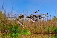 Ondergedompelde omgekeerde boom Royalty-vrije Stock Fotografie Ondergedompelde omgekeerde boom Royalty-vrije Stock Fotografie