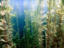Onderwaterflora Onderwaterinstallatiesrivieren, meren, vijver stock afbeelding Onderwaterflora Onderwaterinstallatiesrivieren, meren, vijver stock afbeelding