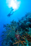Onderwaterscène met het silhouet van een scuba-duiker royalty-vrije stock foto's Onderwaterscène met het silhouet van een scuba-duiker royalty-vrije stock foto's