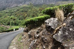 Onderzoekend munnar Theeaanplanting royalty-vrije stock afbeelding Onderzoekend munnar Theeaanplanting royalty-vrije stock afbeelding