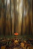 One Amanita mushroom in mystic summer forest