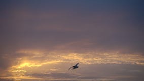 One bird flying against beautiful sunset, slowmotion.