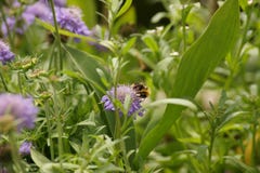 One bumblebee, purple flowers and green leaves stock photos One bumblebee, purple flowers and green leaves stock photos