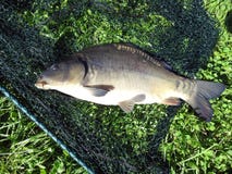 cap fish