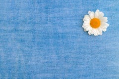 One Chamomile On A Background Of Blue Denim Stock Image