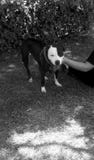 Pitbull dog. One cute young domestic Pitbull dog outdoors in sunny day of summer Stock Image Pitbull dog. One cute young domestic Pitbull dog outdoors in sunny day of summer Stock Image