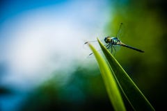 Dragonfly grasshopper leaves with green background blurred Stock Photo Dragonfly grasshopper leaves with green background blurred Stock Photo