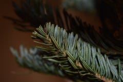 First Twig of Christmas stock photos First Twig of Christmas stock photos