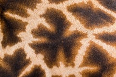 One giraffes pattern on his back stock images One giraffes pattern on his back stock images