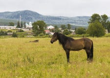 One horse grazes in a pasture on the background of the Ural Mountains. In the distance is the white church stock photos One horse grazes in a pasture on the background of the Ural Mountains. In the distance is the white church stock photos