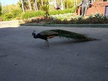 In one of the hotels in Turkey. Peacock. royalty free stock photo In one of the hotels in Turkey. Peacock. royalty free stock photo