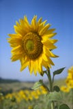 One large sunflower with field of flowers.