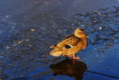 One beautiful mallard duck stands on the ice next to the water. royalty free stock photos One beautiful mallard duck stands on the ice next to the water. royalty free stock photos
