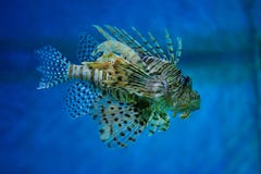 One of the most venomous inhabitants of marine coral reef Lionfish-zebra. stock photo One of the most venomous inhabitants of marine coral reef Lionfish-zebra. stock photo