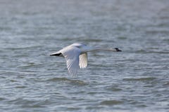 One mute swan bird cygnus olor in flight over blue water surf. One natural mute swan bird cygnus olor in flight over blue water surface Royalty Free Stock Photography One mute swan bird cygnus olor in flight over blue water surf. One natural mute swan bird cygnus olor in flight over blue water surface Royalty Free Stock Photography