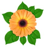 One Orange Flower With Green Leaf Stock Photo One Orange Flower With Green Leaf Stock Photo