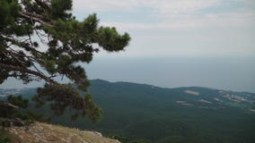 One pine tree stands on the edge the Ai Petri mountain. In background beautiful landscape forest and sea. View from great height
