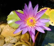 One purple blooming lotus. Beautiful in the pond. Nature with dark ground.