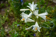 Glorious Lilium candidum, Madonna Lily a plant in the genus Lilium stock images Glorious Lilium candidum, Madonna Lily a plant in the genus Lilium stock images