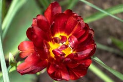 One red flower with green leaves stock photos One red flower with green leaves stock photos