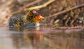 One Red-knobbed coot chick swims on still water pond royalty free stock photos One Red-knobbed coot chick swims on still water pond royalty free stock photos