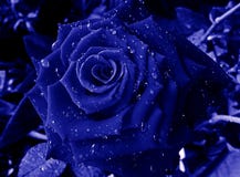 one rose blooming blue beautiful with dark blur background