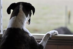 One Sad Dog Standing Looking Out Open Window Stock Photo