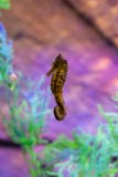 One seahorse in an aquarium with green algae and purple background lighting