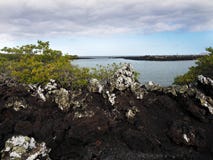 Stuffed lava on island Islote Tintoreras commemorates the moonland, Galapagos, Ecuador stock image Stuffed lava on island Islote Tintoreras commemorates the moonland, Galapagos, Ecuador stock image